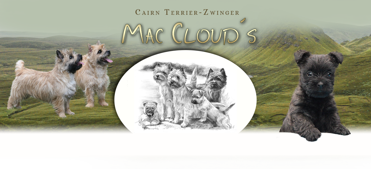 Mac Cloud's Cairn Terrier Zwinger